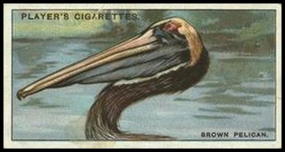 33 The Brown Pelican